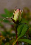 10th Feb 2024 - 2 10 New rosebud