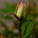 2 10 New rosebud by sandlily