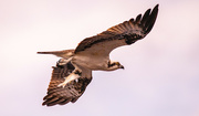 11th Feb 2024 - Another Osprey With It's Catch!