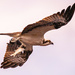 Another Osprey With It's Catch! by rickster549