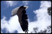 12th Feb 2024 - Eagle in Flight 
