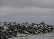 11th Feb 2024 - Eagles and Sealions