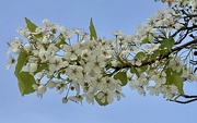 11th Feb 2024 - February Tree Blossoms