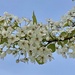 February Tree Blossoms by joysfocus