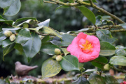 7th Feb 2024 - Camelia