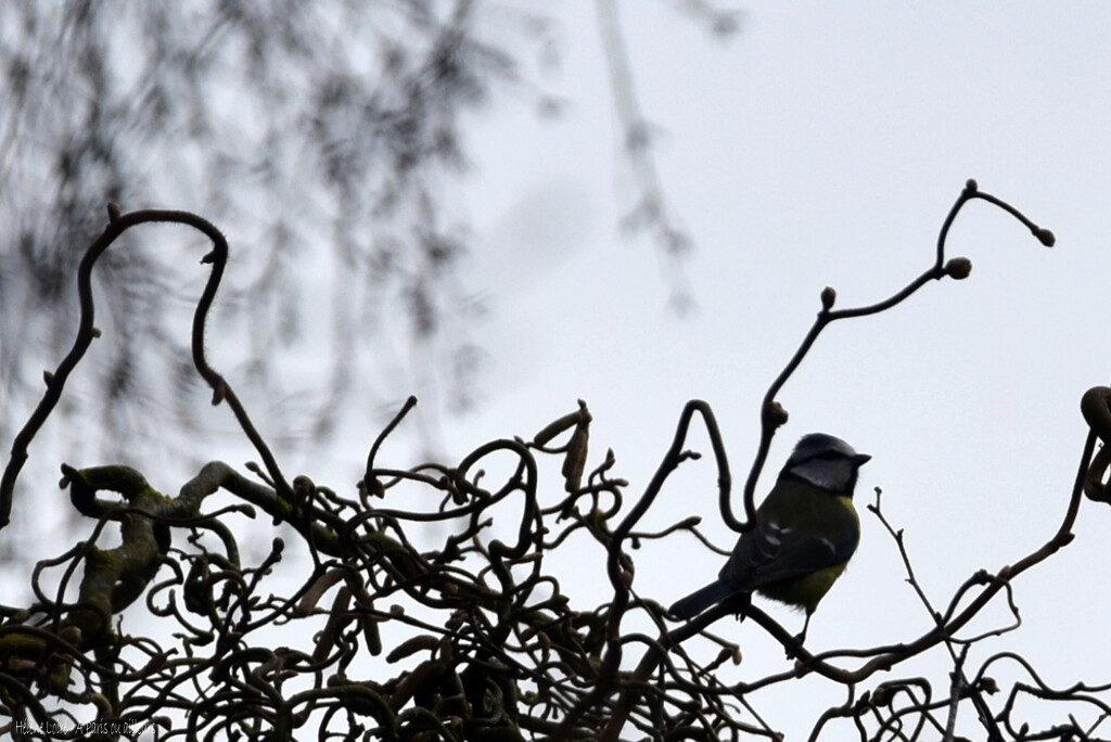 blue tit by parisouailleurs