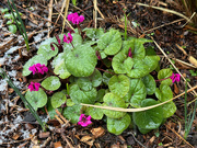 9th Feb 2024 - Cyclamen