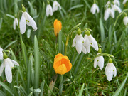 11th Feb 2024 - Neighbour's Lawn