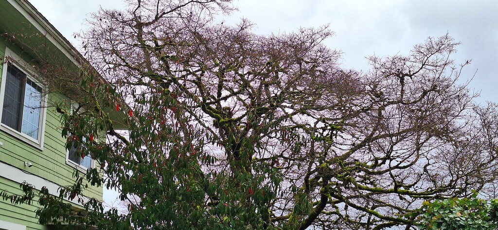 The neighbor's tree against a grey, rainy sky by 912greens