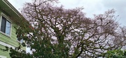 11th Feb 2024 - The neighbor's tree against a grey, rainy sky