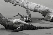 12th Feb 2024 - LHG_2803 Tree trunks on Sand