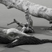 LHG_2803 Tree trunks on Sand by rontu