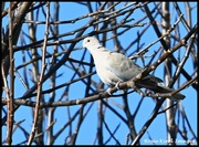 12th Feb 2024 - Collared dove