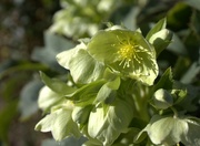 12th Feb 2024 - Winter Hellebore at Farnborough