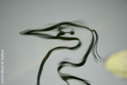 12th Feb 2024 - Wavy Water Bird