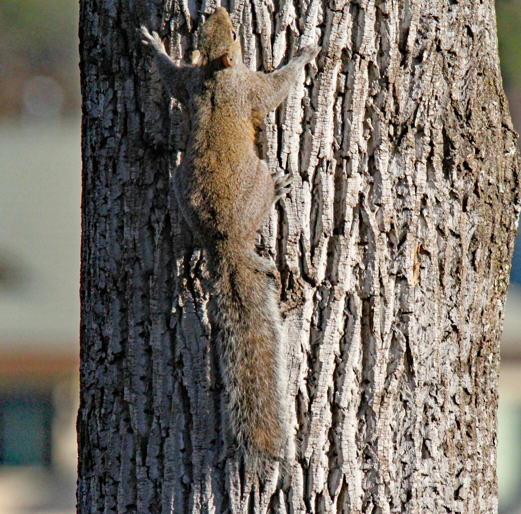Feb 6 Squirrel On The Way Up IMG_7288A by georgegailmcdowellcom