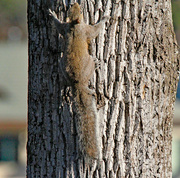 6th Feb 2024 - Feb 6 Squirrel On The Way Up IMG_7288A