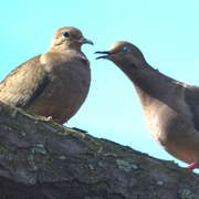 12th Feb 2024 - "Give Me Sugar" Courting Doves
