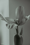 12th Feb 2024 - Toning tulip  FOR2024
