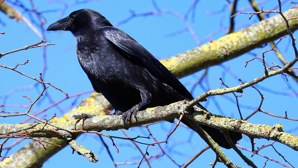 Crow (2) by neil_ge