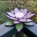 The glass lotus candle holder