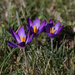 Crocus in the sun by busylady