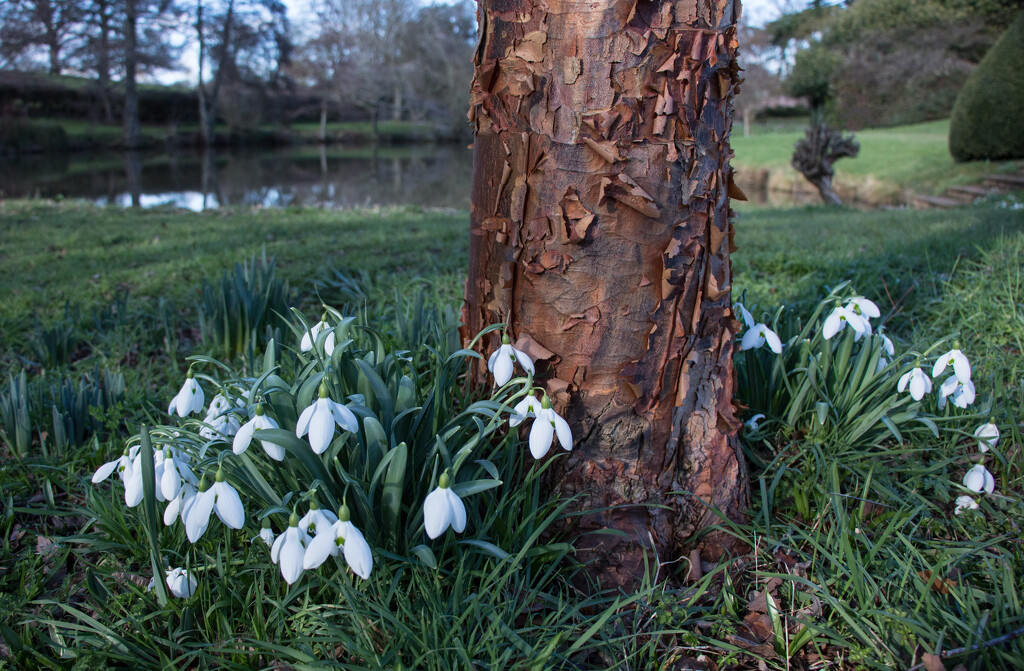 Snowdrops and the tree by busylady