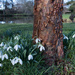 Snowdrops and the tree by busylady