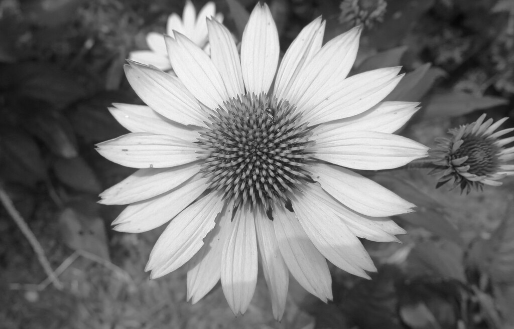 Cone Flower in Black and White by pej76