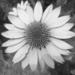 Cone Flower in Black and White by pej76