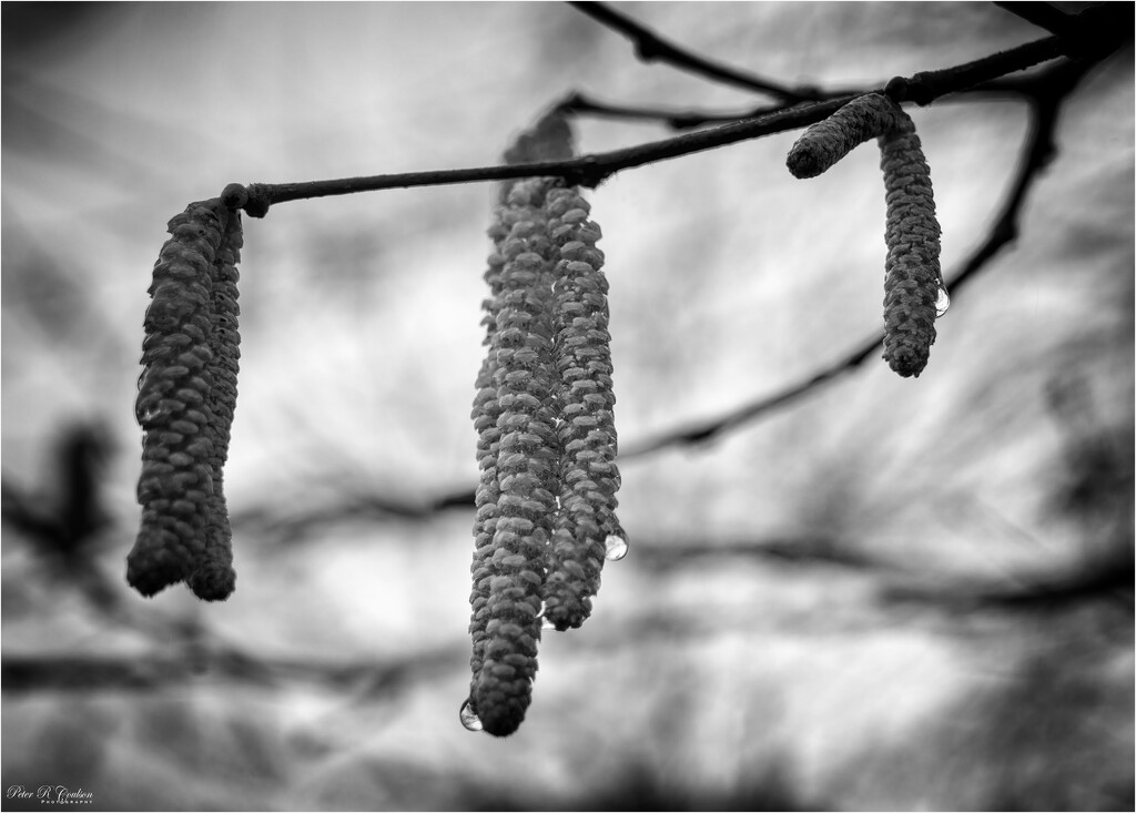 Wet Catkins by pcoulson