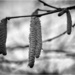Wet Catkins by pcoulson
