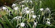 13th Feb 2024 - Spider Lily ~
