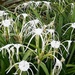 Spider Lily ~ by happysnaps