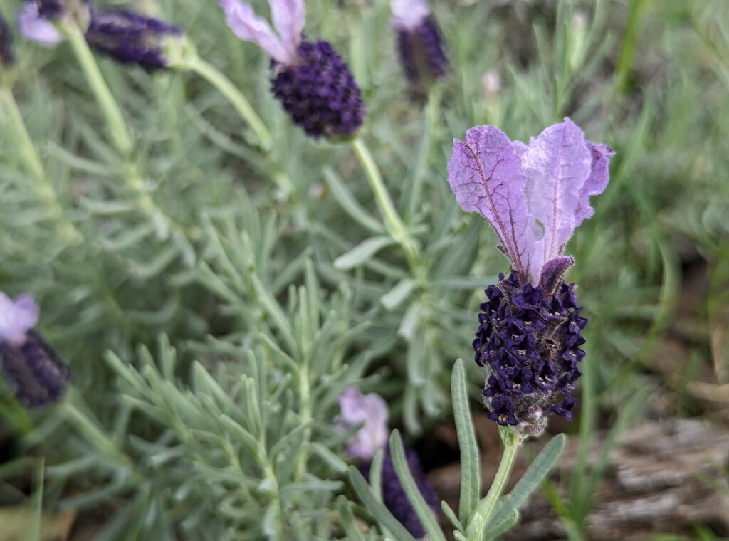 Lavender Heart by photohoot