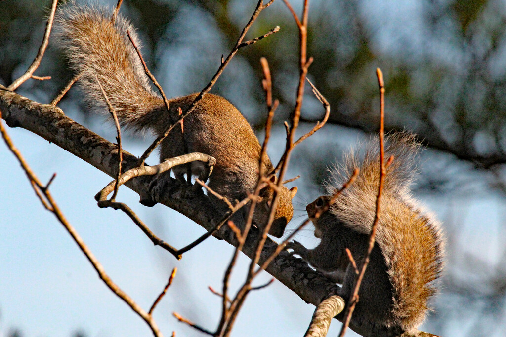 Feb 7 Squirrels And Then The Fight Started IMG_7301AA by georgegailmcdowellcom