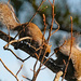 Feb 7 Squirrels And Then The Fight Started IMG_7301AA