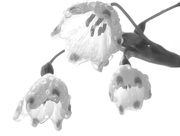 12th Feb 2024 - Snowdrops and Water Drops