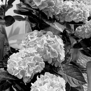 3rd Feb 2023 - Hydrenga | Black & White