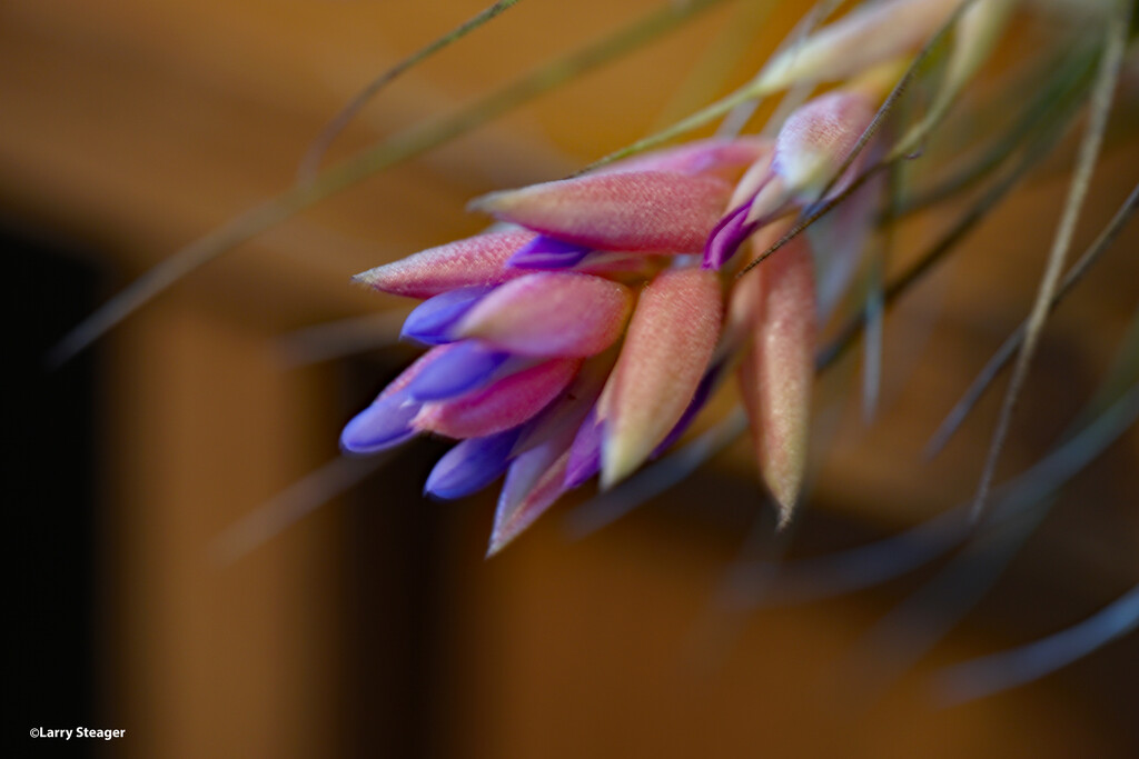 Air plant flower by larrysphotos