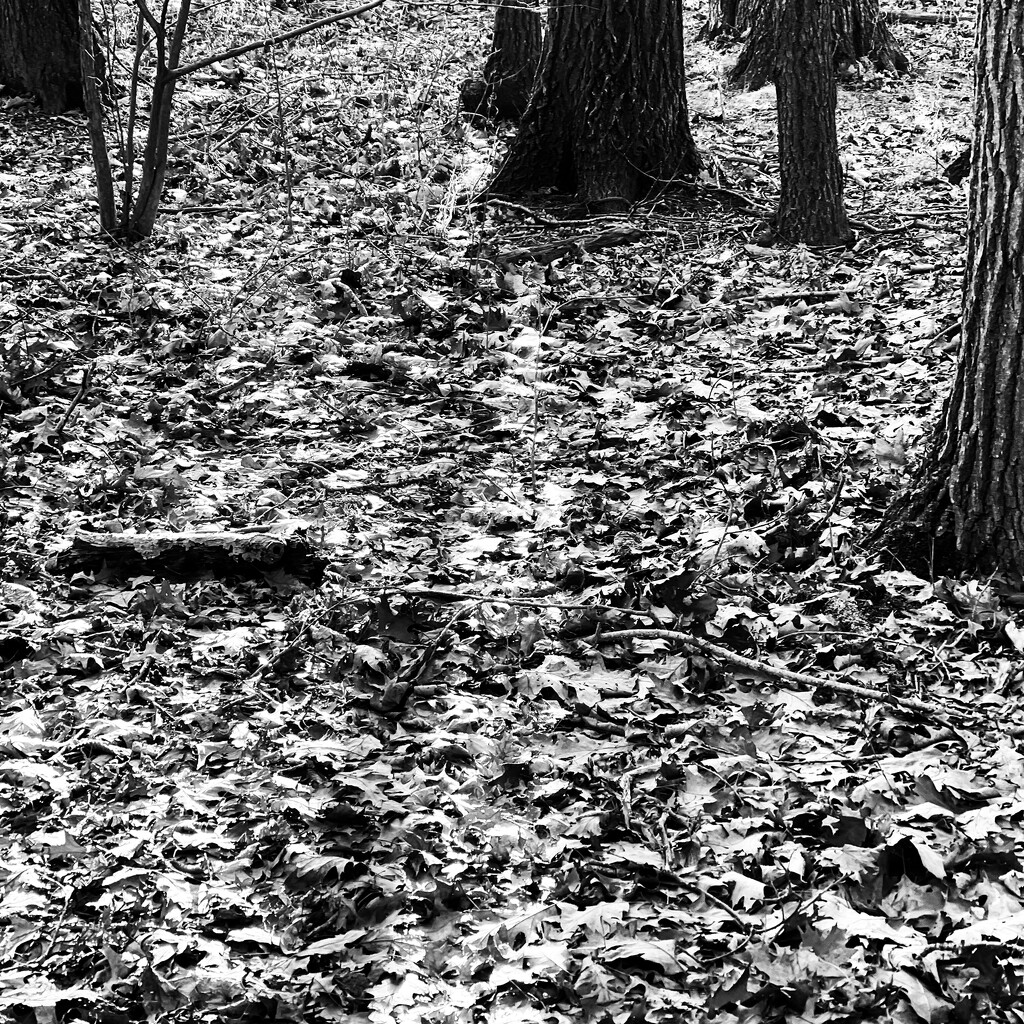 Leaves | Black & White by yogiw