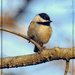 Black-Capped Chickadee  by bluemoon