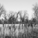 b&w at the pond by amyk