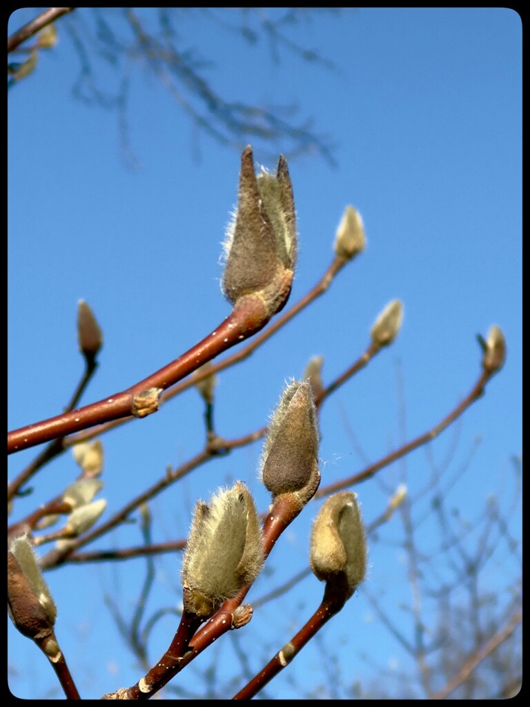 Magnolia Buds by eahopp