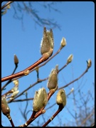 12th Feb 2024 - Magnolia Buds