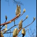 Magnolia Buds by eahopp
