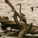 Blue Heron on the Dead Trees! by rickster549