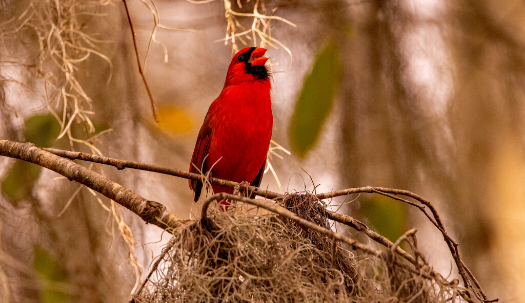 Mr Cardinal Sounding Off! by rickster549