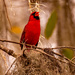 Mr Cardinal Sounding Off! by rickster549