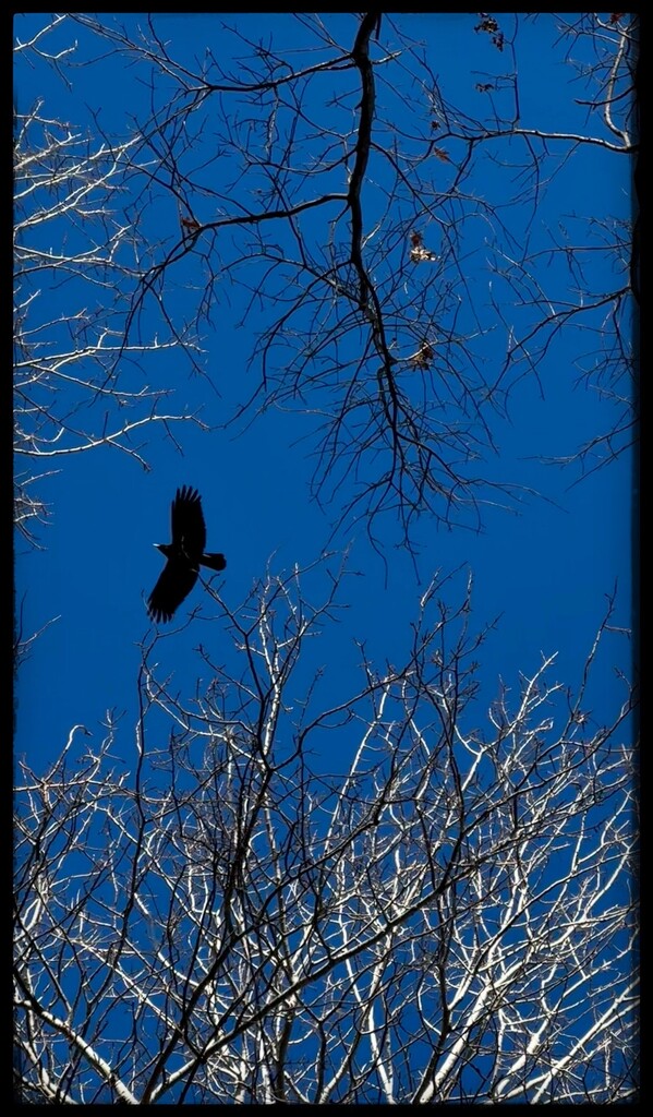The Crow and the Bright Blue Sky  by eahopp
